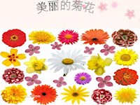 【教学内容】中班科学：菊花 