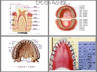 【教学内容】大班健康：换牙庆祝会