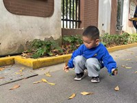 【活动剪影】捡树叶