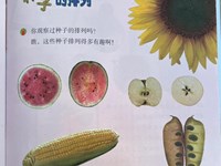 【教学内容】科学：种子藏哪里