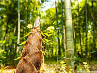 【教学内容】大班美术：笋林