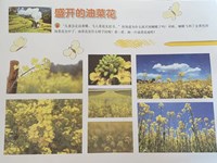 【教学内容】大班美术：盛开的油菜花