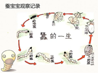 【教学内容】大班科学：蚕的一生