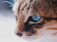 【教学内容】科学：谁的眼睛