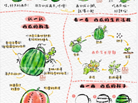 【教学内容 】小班科学：认识西瓜