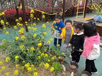 【精彩瞬间】油菜花开了