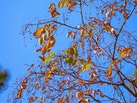 【教学内容】美术：秋天的树叶（欣赏）